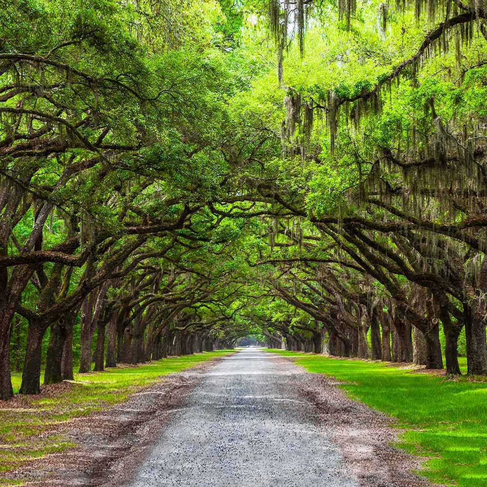 Peaceful tree-lined road representing planning ahead